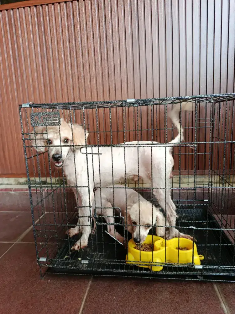 POODLE ASLI size toy