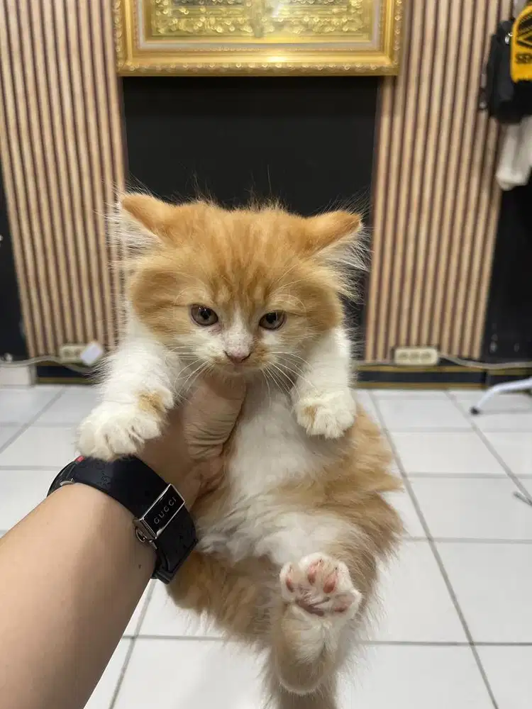 Kucing kitten lucu