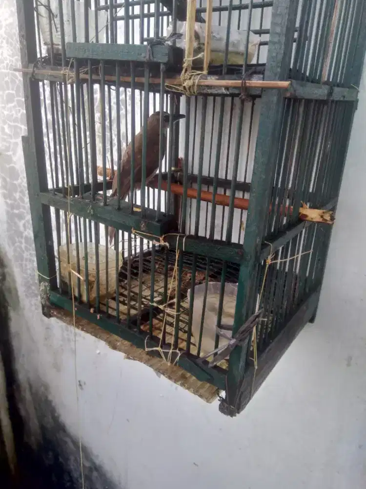 Burung crucukan jantan barter