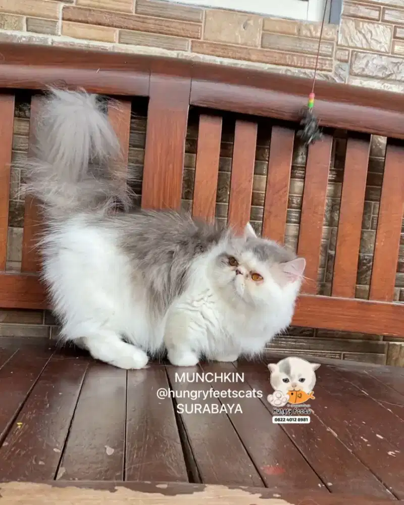 KUCING MUNCHKIN MINUET (PESEK CEBOL) BETINA