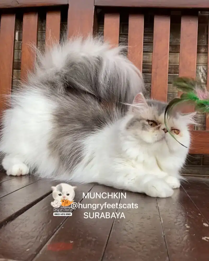 KUCING MUNCHKIN MINUET (PESEK CEBOL) BETINA