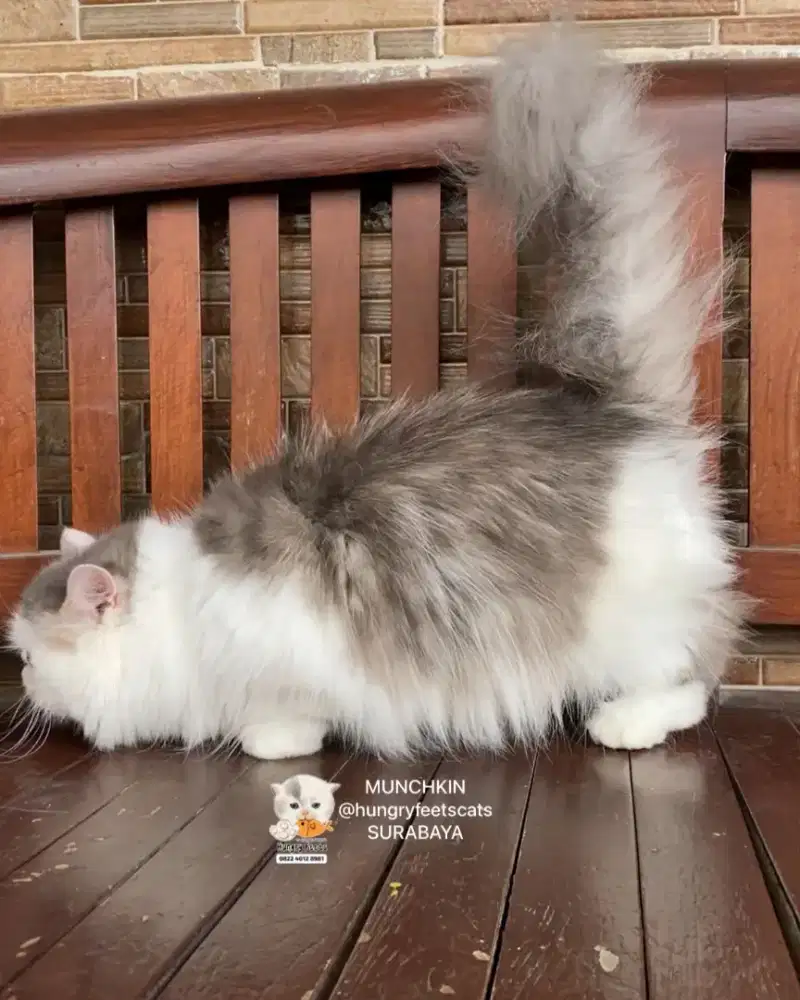 KUCING MUNCHKIN MINUET (PESEK CEBOL) BETINA