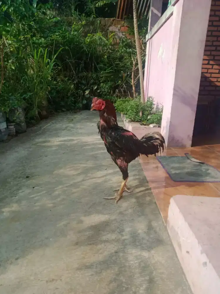 Ayam sepasang betina pakhoy jantan khoytrad bagus ada minus murah