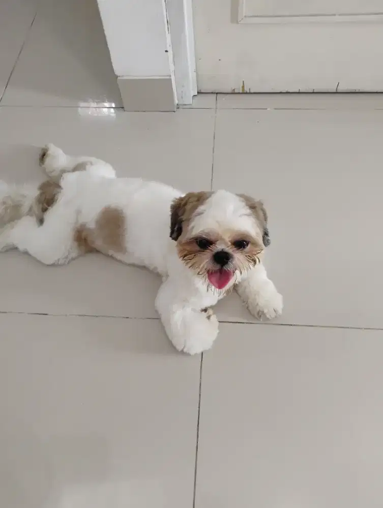 Anjing ShihTzu Puppy Dogy[NEGO AJA, YG PENTING SERIUS] URGENT