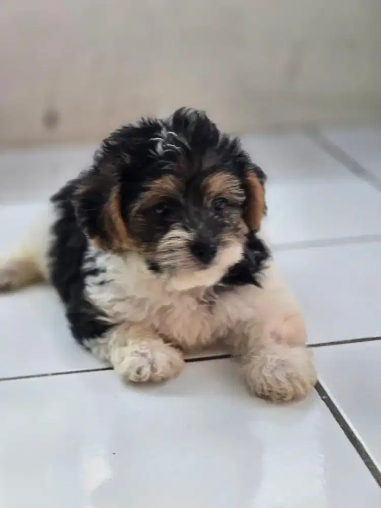 Poodle mix yorkie 3 warna jantan