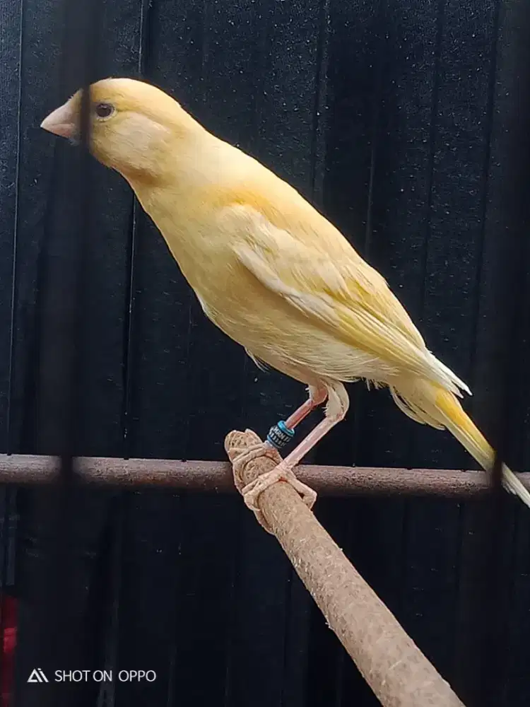 F1sfxF1sf postur jos