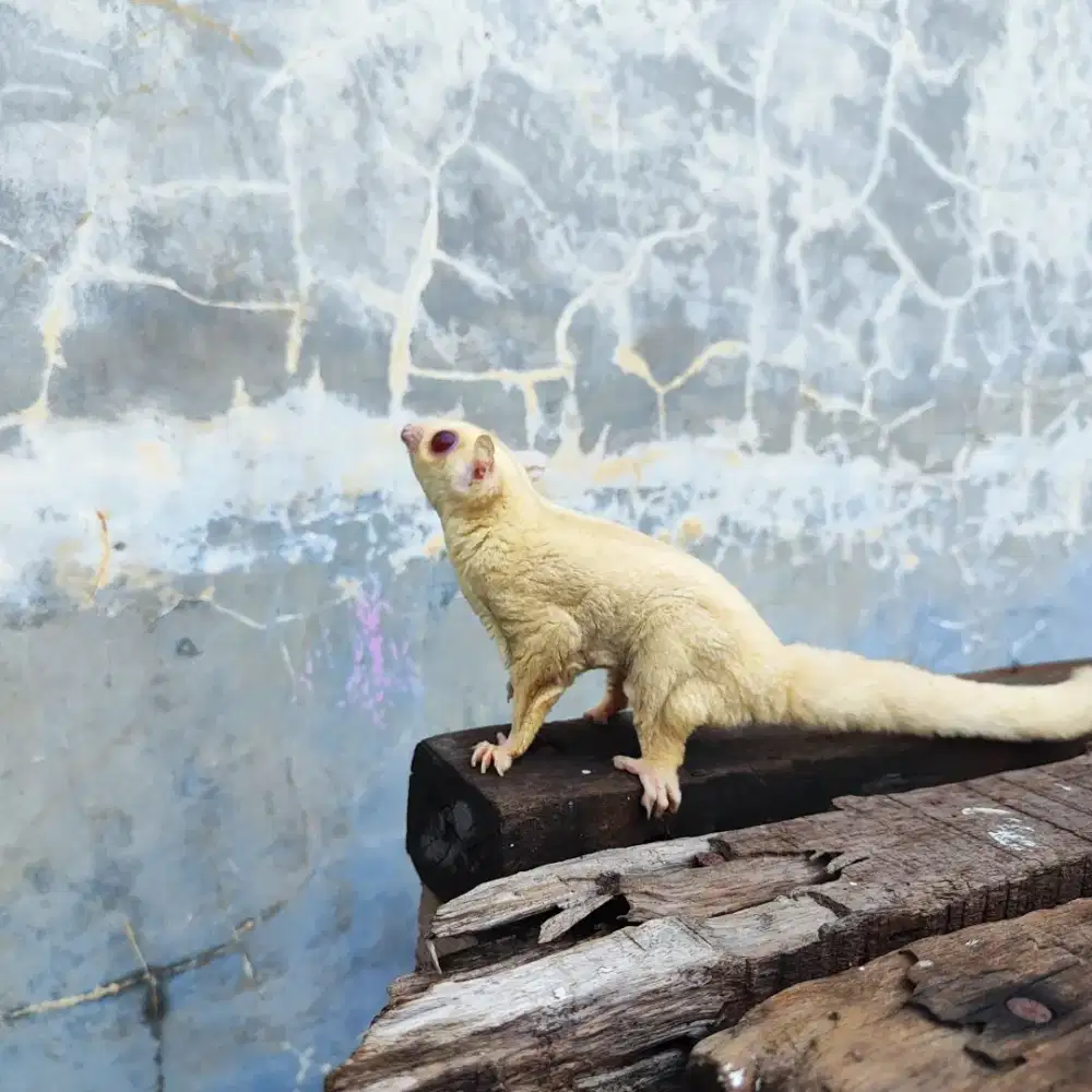 Sugar glider cremino