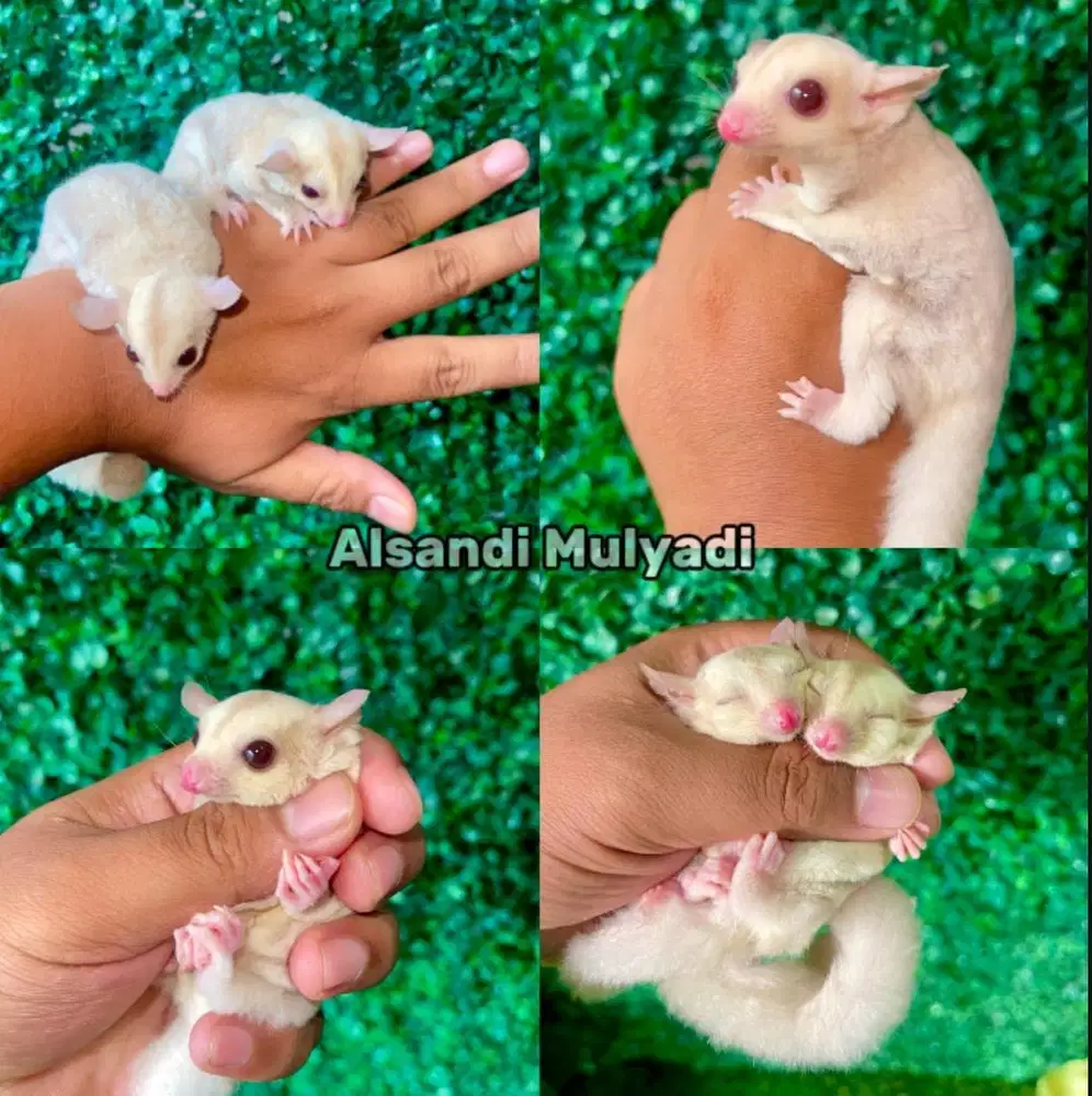 Sugar glider creamino white face sejodo