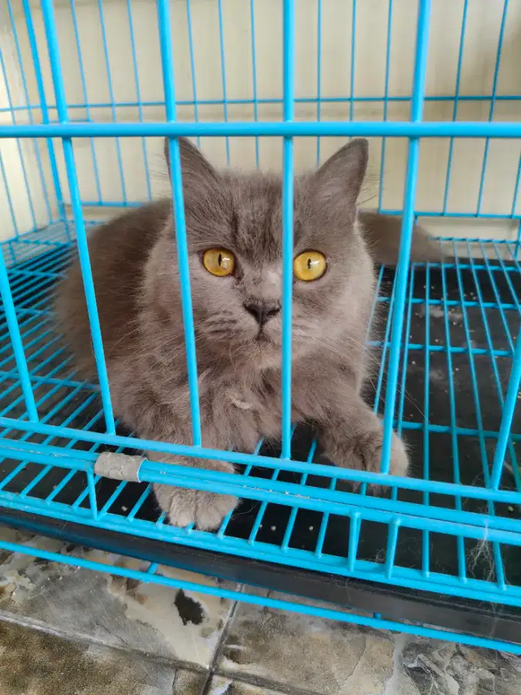 Kucing persia abu