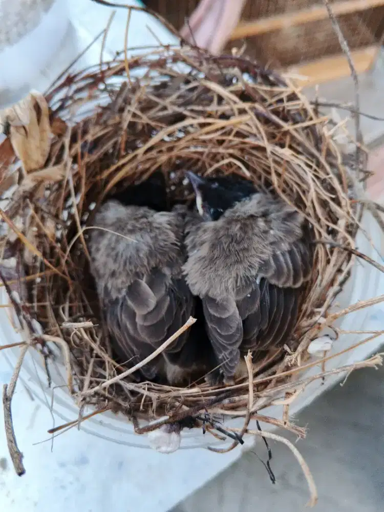 Lolohan Kutilang seusuhan sudah pakai ring
