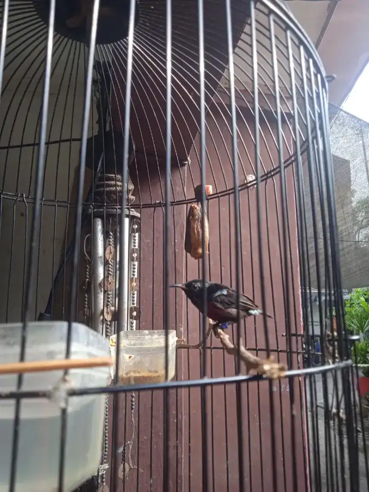 Konin damering mapan