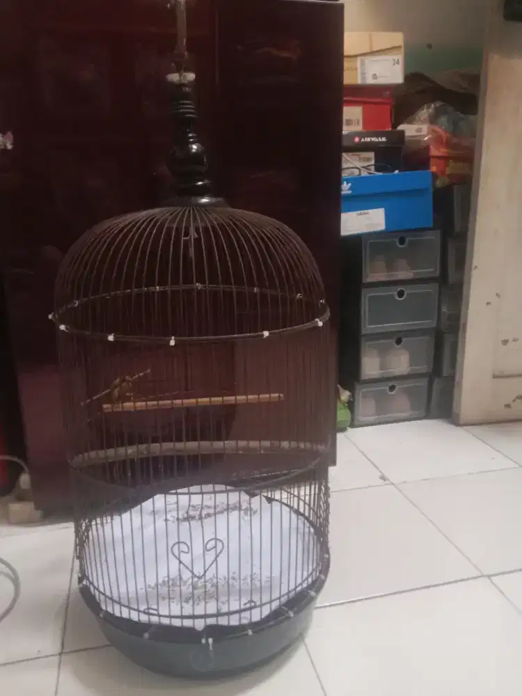 Kandang lovebird baskom