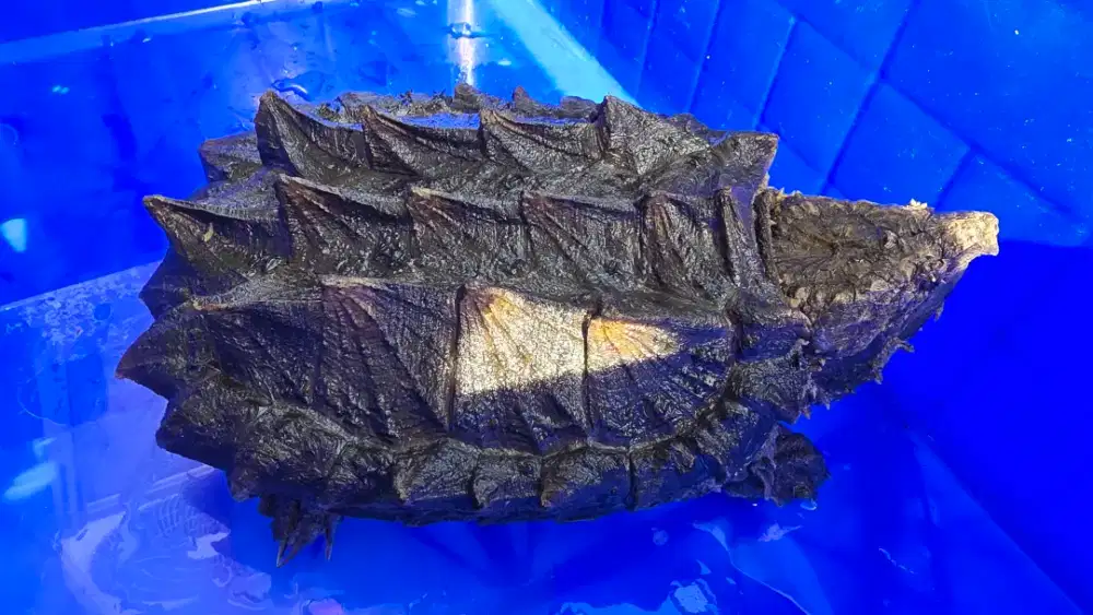 Kura air AST Kura Predator