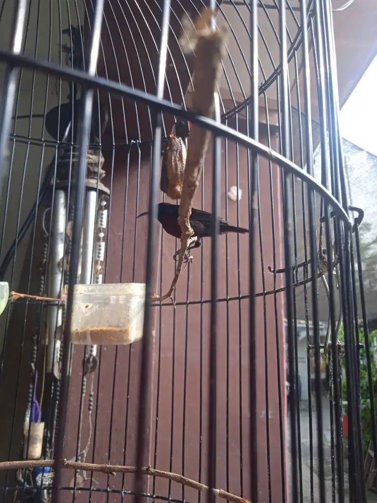 Damering Konin Mapan