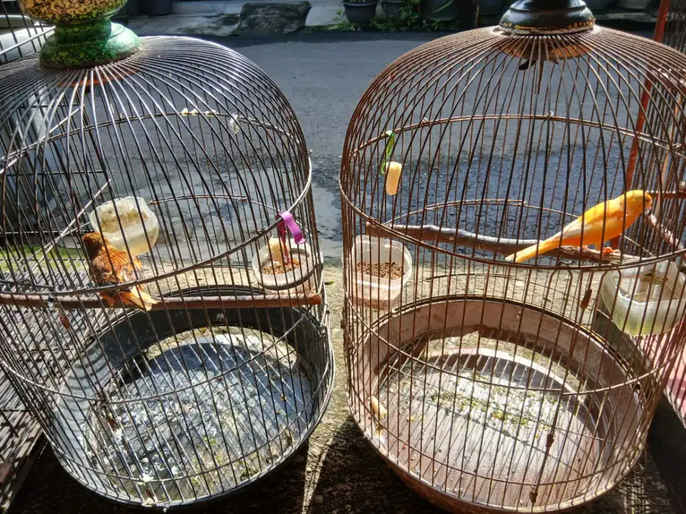 Dijual burung 2 ekor beserta kandangnya