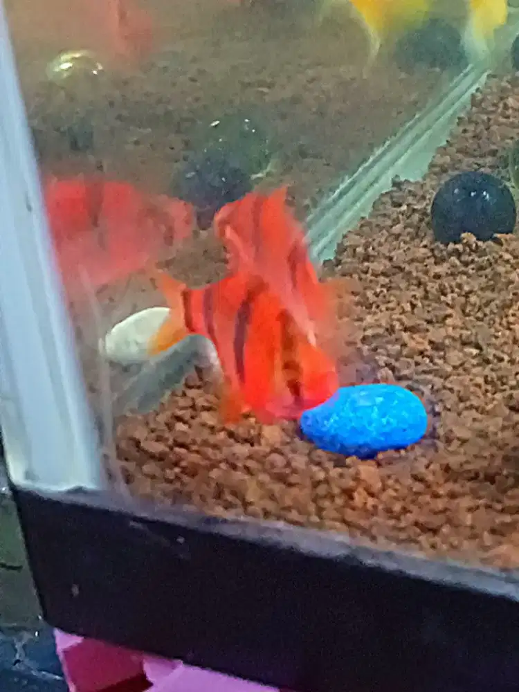 Jual borong 27 ekor ikan hias, bonus pelet