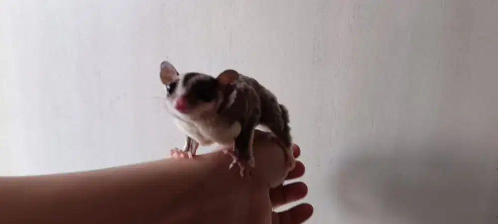 sugarglider grey cwe