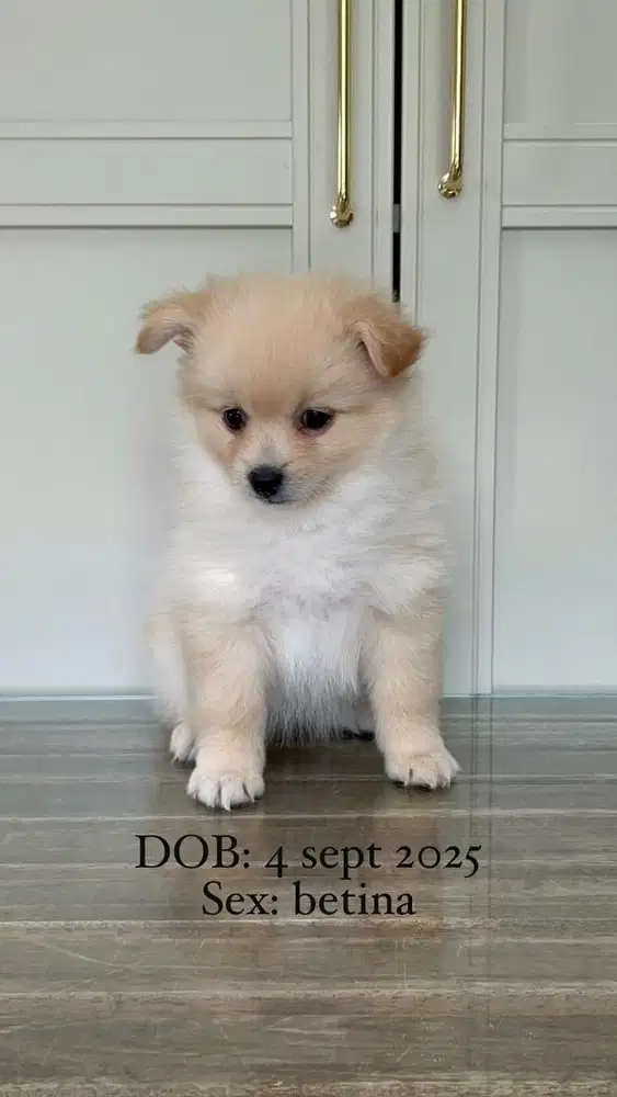 JUAL ANJING MINI POM LUCU LUCU