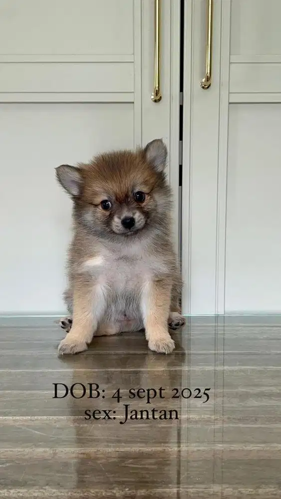 ANJING MINIPOM LUCU SEHAT GEMBUL