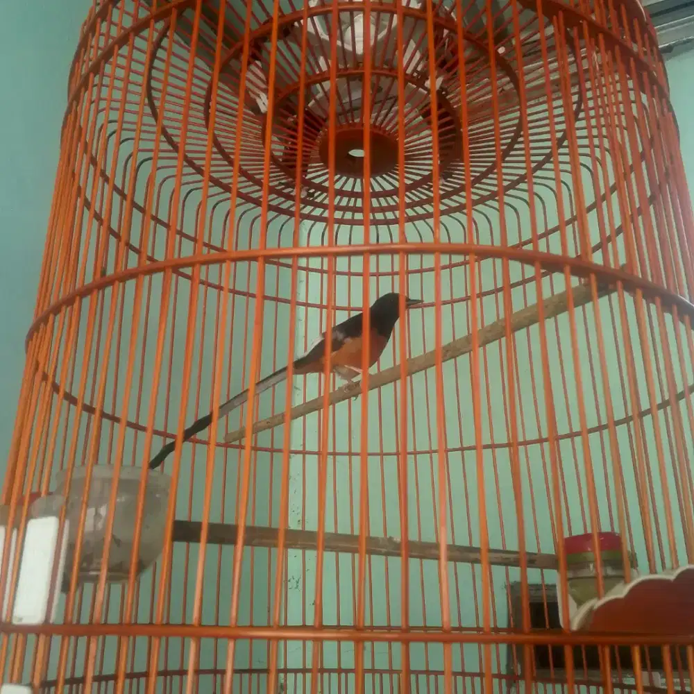 Murai medan. Bodi slim. Pulset