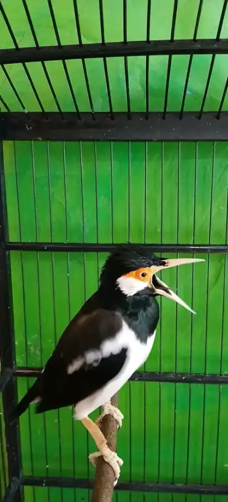 Jalak suren jantan mapan gacor