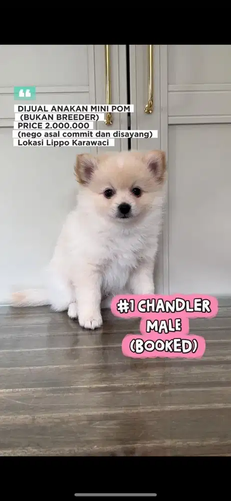 ANJING MINI POM POMENARIAN ANAKAN CHAMPION