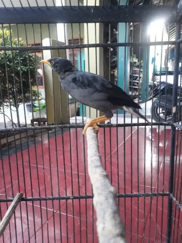 Jalak Kebo Masih Muda