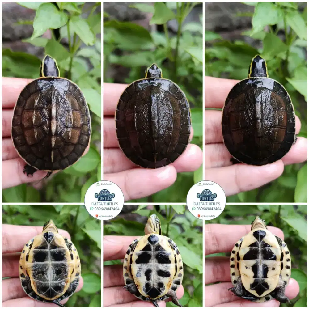 Kura kura baby ambon batok