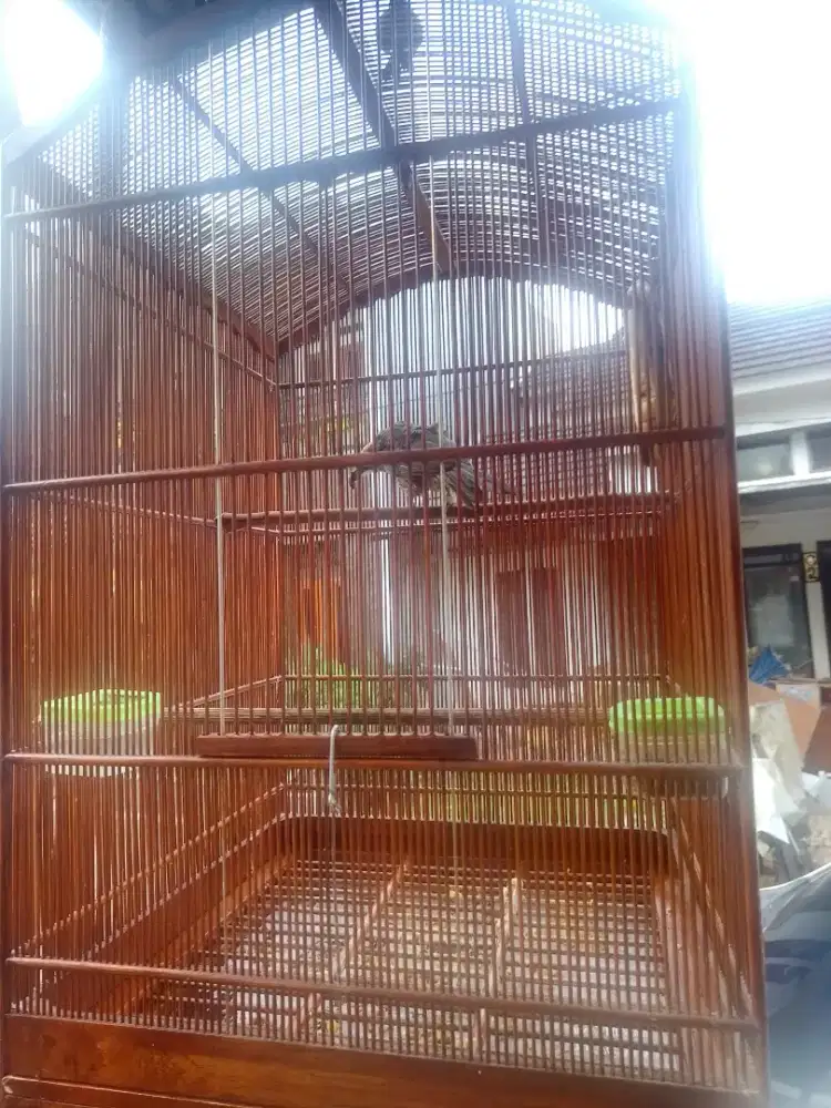 Cucok Rowo Umur 1,8 Tahun