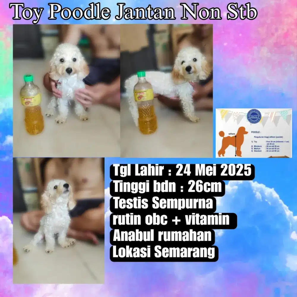 Toy Poodle Jantan