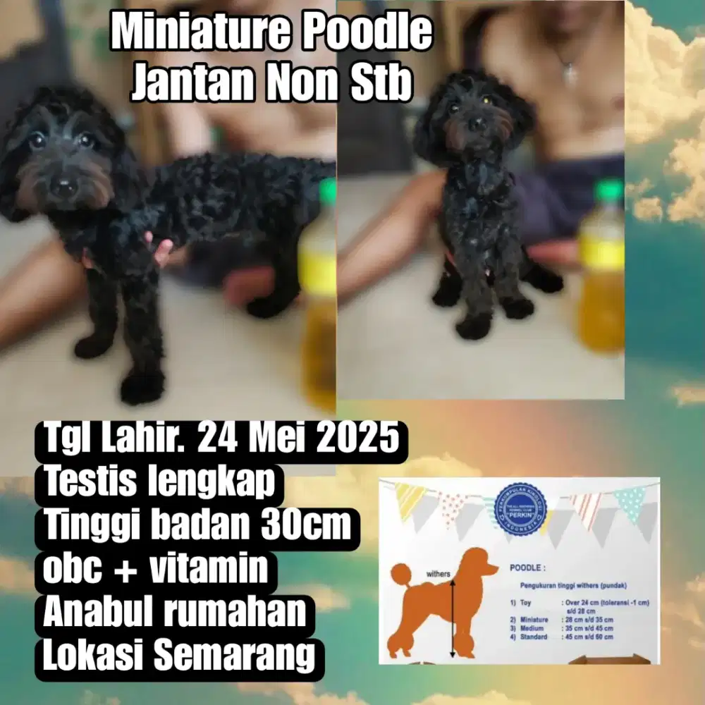 Miniature Poodle Jantan