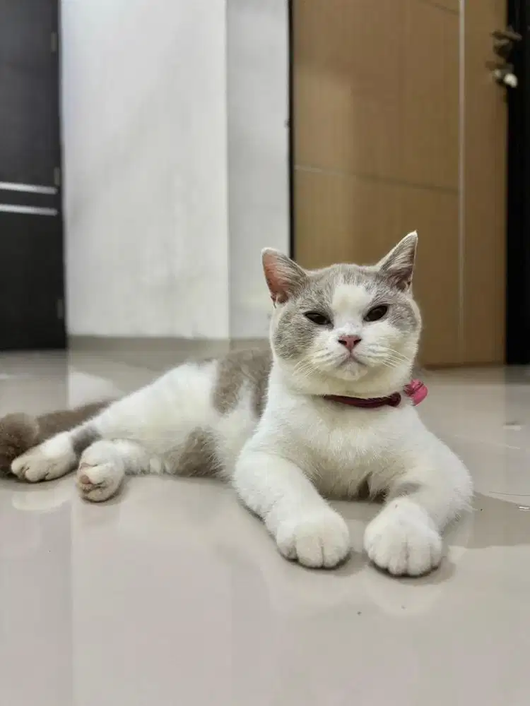 British shorthair bicolor lilac