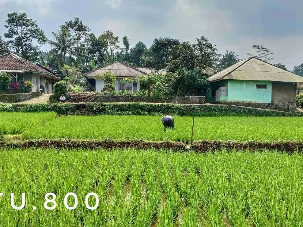 Dijual tanah sawah subur pinggir jalan view bagus dekat kota