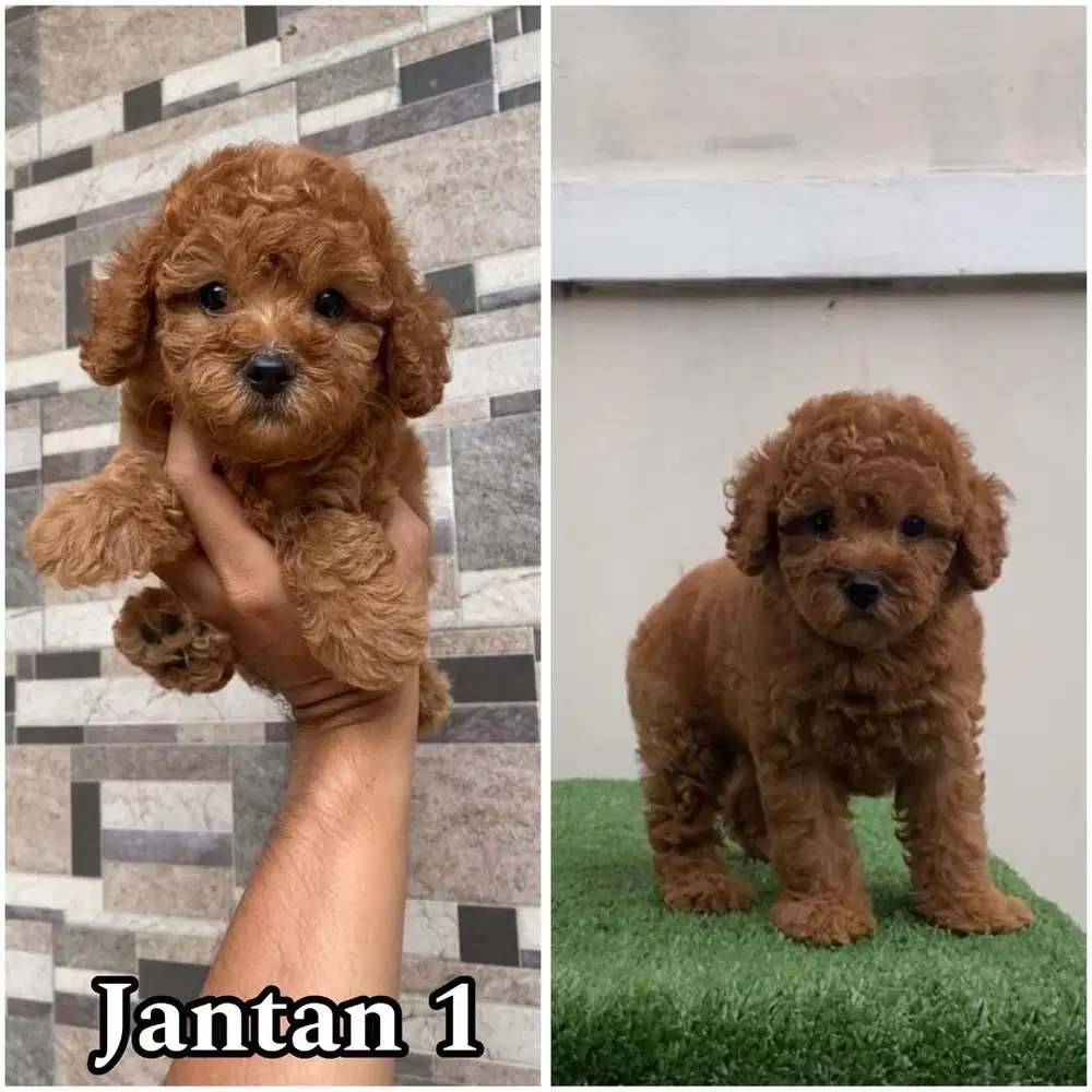 Red toy poodle puppy jantan & betina