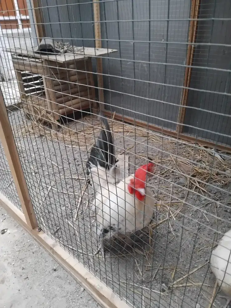 Jual Ayam Kate Putih Indukan dan Anakan