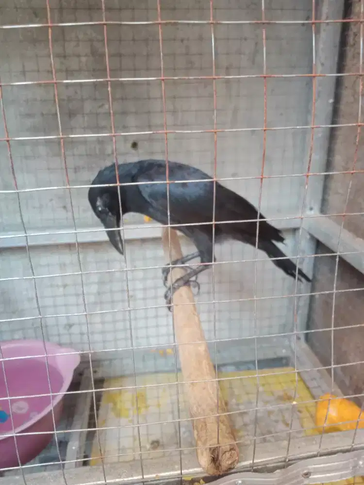 Burung gagak atau gaok msh muda