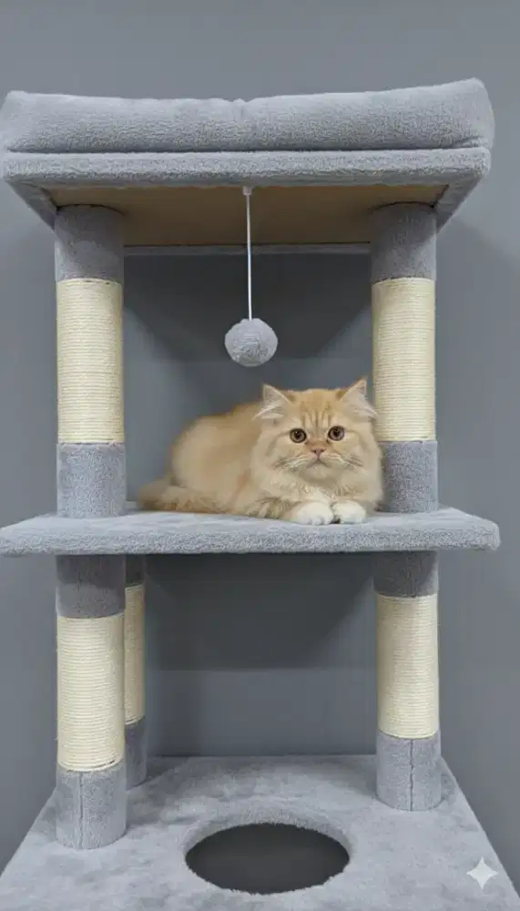 Kucing kitten ras persia flatnose