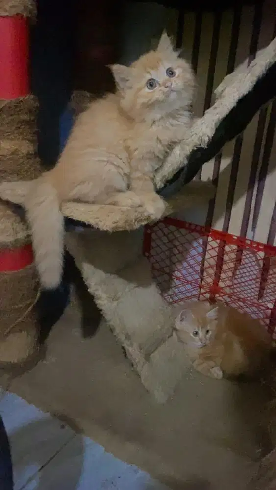 Persia flatnose betina