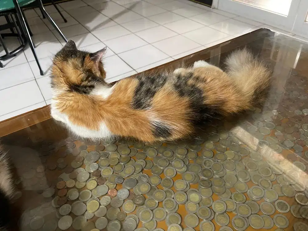 Kucing betina munchkin