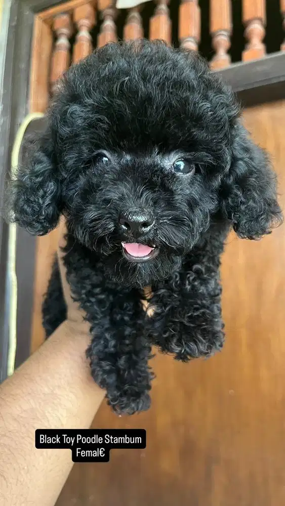 Toy Poodle Stambum Vaksin Komplit