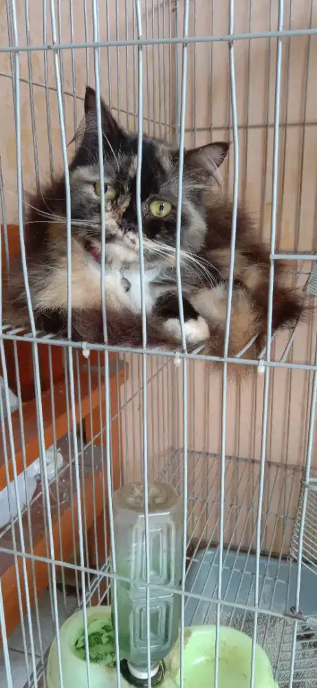 Dijual kucing himalaya tortie