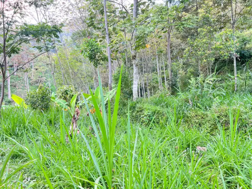 Dijual Tanah Kawasan Wisata