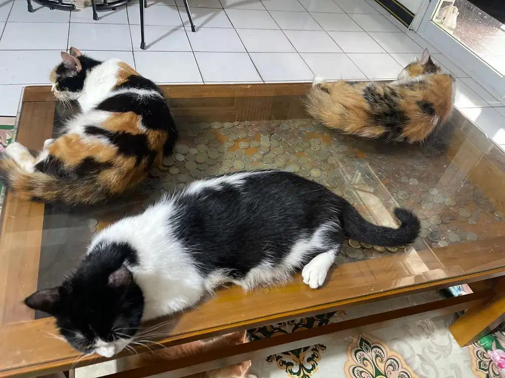 Kucing dewasa betina