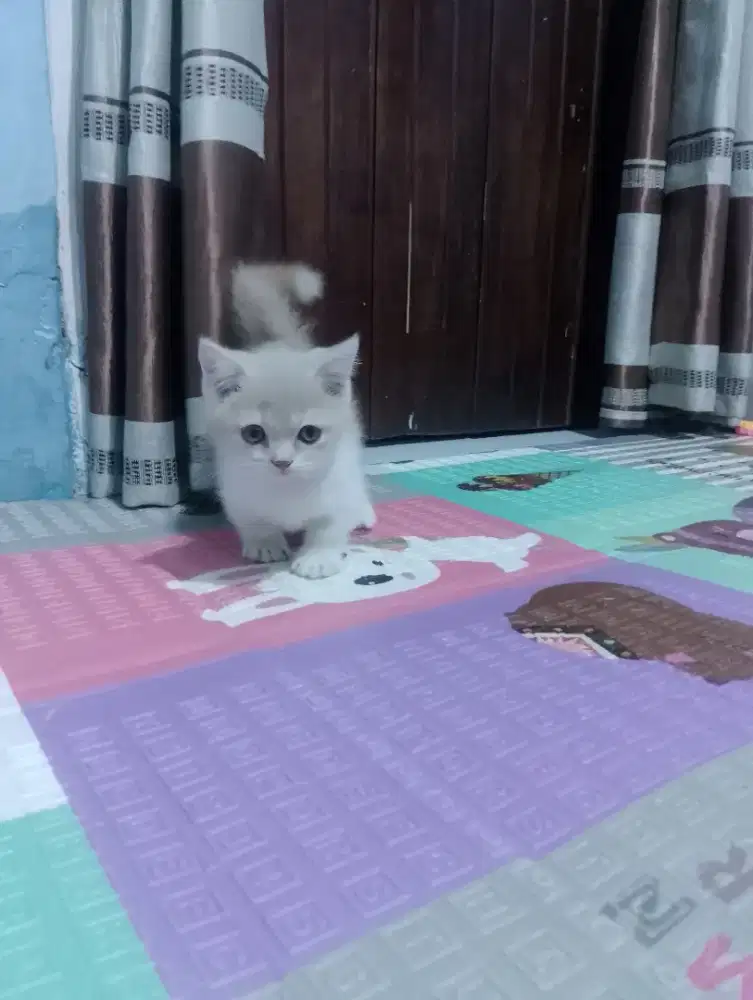 Kucing Munchkin BSH/cebol Brittish shorthair/kaki pendek British