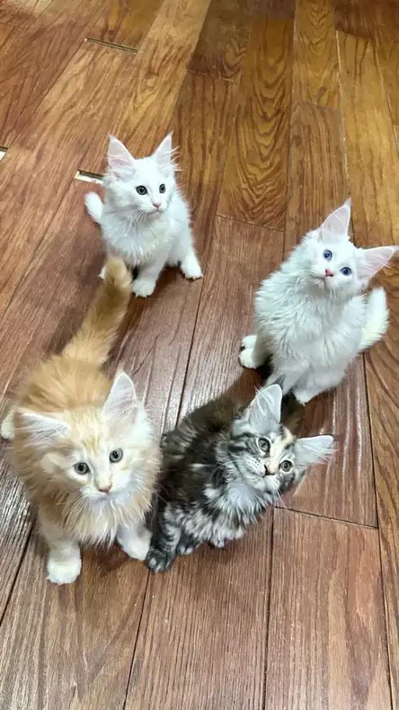 Mainecoon kualitas show