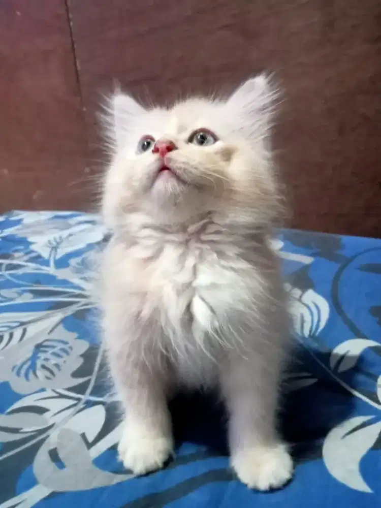 Anak Kucing Maine Coon silangan Anggora  Sepasang