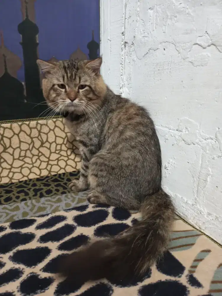 Maine Coon Jantan Rajin Kawin