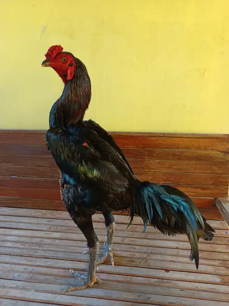 Ayam Bangkok Kumbang