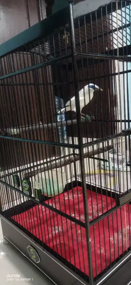 Burung Jalak Fullset