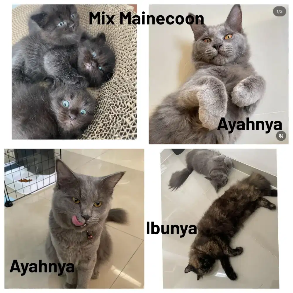 Kitten Mix Mainecoon